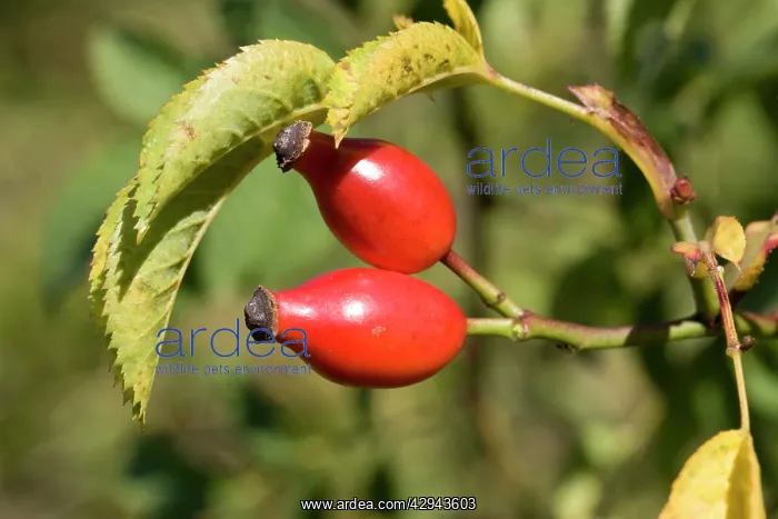 : Closeup bright red rose hips or haws on wild dog rose : Closeup bright red rose hips or haws on wild dog rose