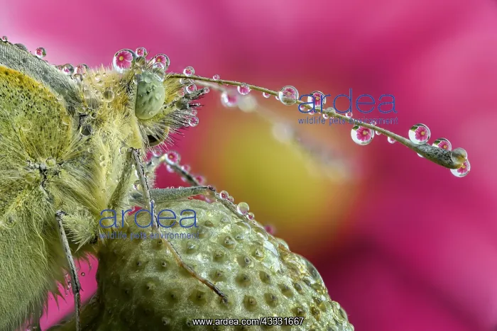  : Closeup of a Cabbage butterfly head (Pieris brassicae)