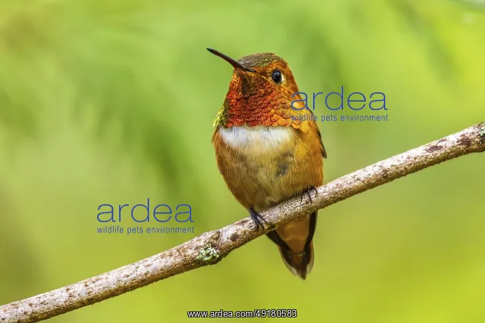 : Closeup of a colourful male Rufous Hummingbird (Selasphorus rufus) perched on a branch : Closeup of a colourful male Rufous Hummingbird (Selasphorus rufus) perched on a branch