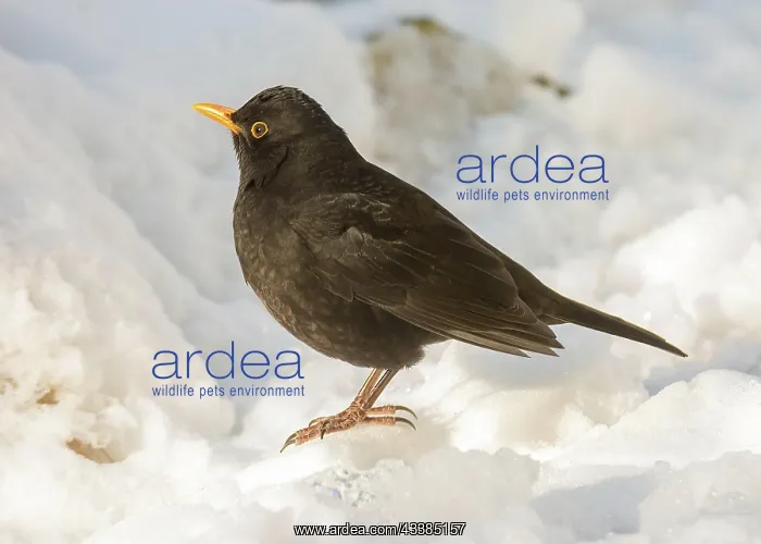 : Closeup of a common blackbird standing in the snow : Closeup of a common blackbird standing in the snow