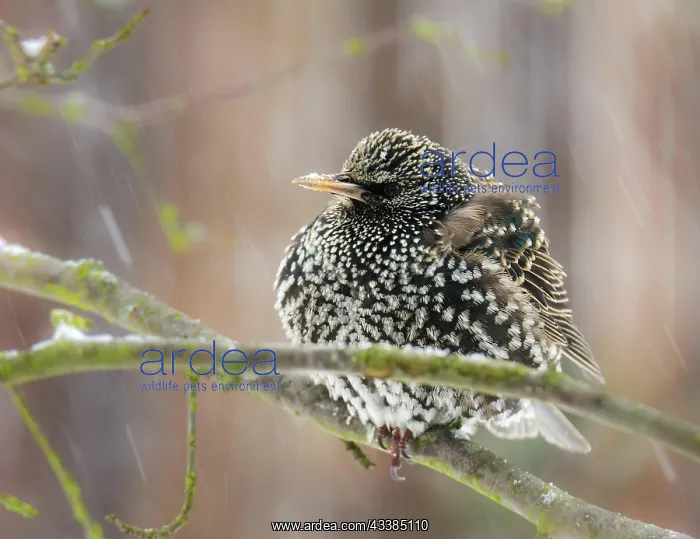  : Closeup of a common starling sitting on the branch of a tree