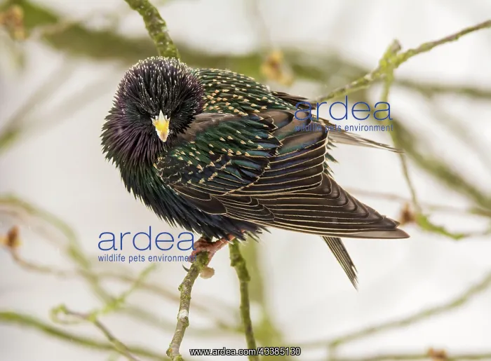 : Closeup of a common starling sitting on the branch of a tree : Closeup of a common starling sitting on the branch of a tree