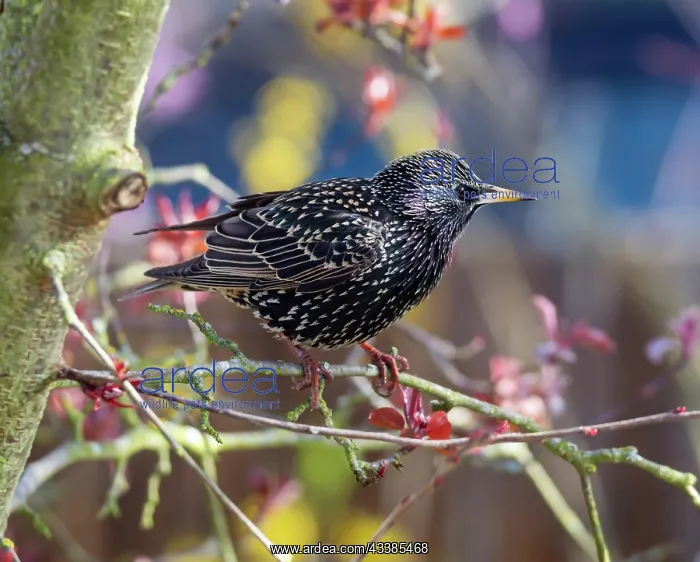 : Closeup of a common starling sitting on the branch of a tree : Closeup of a common starling sitting on the branch of a tree