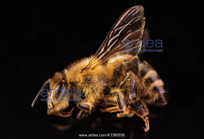 : Closeup of dead honey bee on black background. Importance : Closeup of dead honey bee on black background. Importance