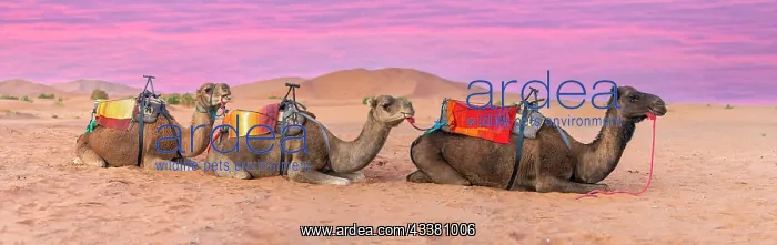 : Closeup of A Dromedary Camel preparing to walk t : Closeup of A Dromedary Camel preparing to walk t