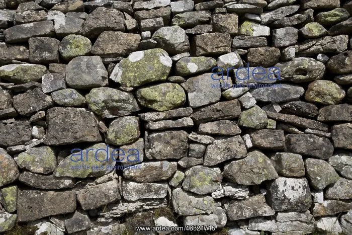 : Closeup of dry stone wall, keld, Dumfries, Scotland : Closeup of dry stone wall, keld, Dumfries, Scotland