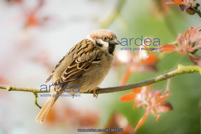 : Closeup of an Eurasian Tree Sparrow sitting on a twig : Closeup of an Eurasian Tree Sparrow sitting on a twig