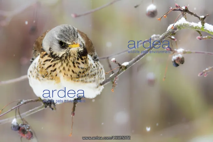 : Closeup of a fieldfare bird sitting on a tree : Closeup of a fieldfare bird sitting on a tree