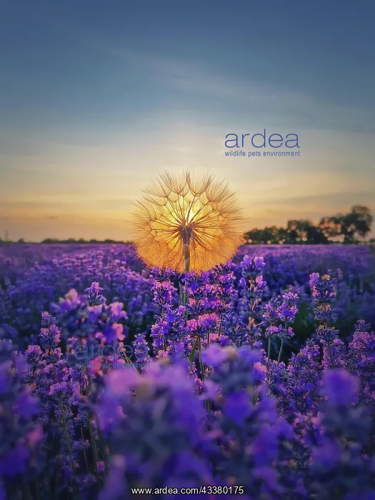 : Closeup fluffy dandelion against vibrant sunset : Closeup fluffy dandelion against vibrant sunset