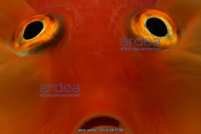  : Closeup of a Goldfish