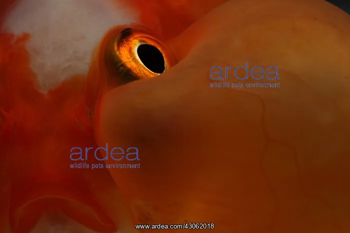 : Closeup of a Goldfish : Closeup of a Goldfish