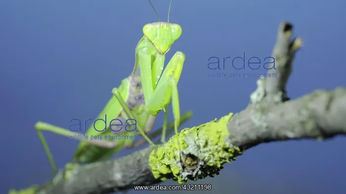 : Closeup of Green praying mantis sits swaying on : Closeup of Green praying mantis sits swaying on