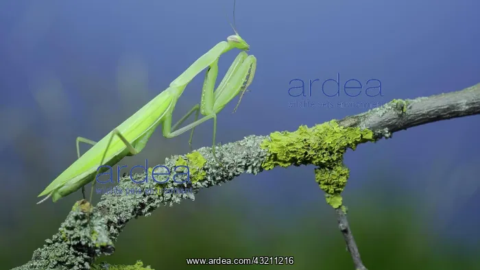  : Closeup of Green praying mantis walks along tree