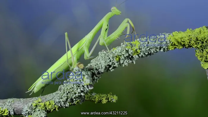  : Closeup of Green praying mantis walks along tree