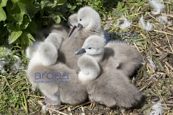 : Closeup of group of Mute swan cygnets, Cygnus olor : Closeup of group of Mute swan cygnets, Cygnus olor