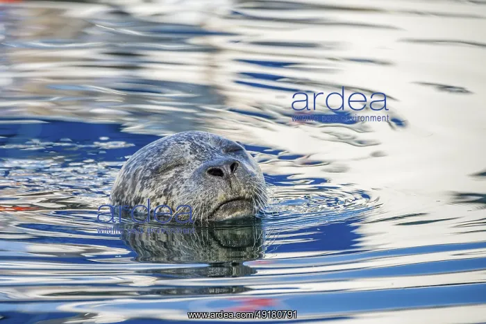 : Closeup of a harbour seal (Phoca vitulina) swimming in the water : Closeup of a harbour seal (Phoca vitulina) swimming in the water