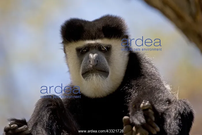 : Closeup of head of adult male Black and White Colobus : Closeup of head of adult male Black and White Colobus
