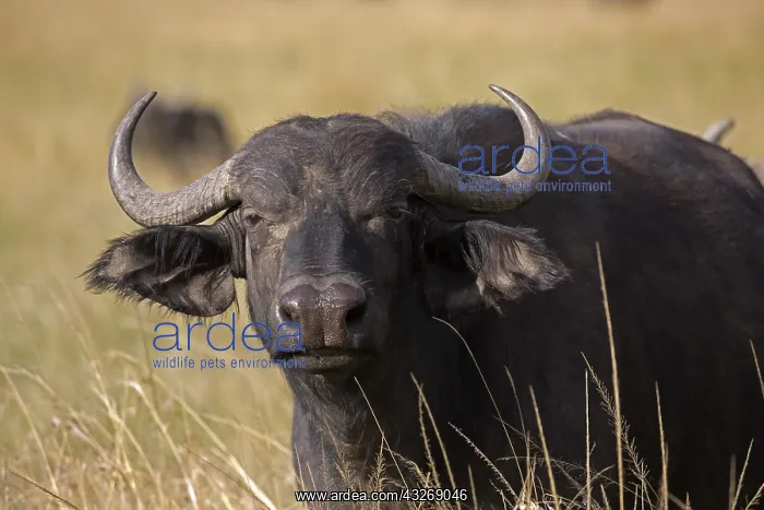 : Closeup of head of African buffalo, Syncerus caffer : Closeup of head of African buffalo, Syncerus caffer