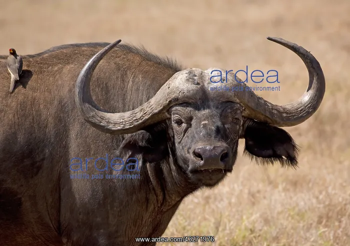 : Closeup of head of African buffalo, Syncerus caffer : Closeup of head of African buffalo, Syncerus caffer