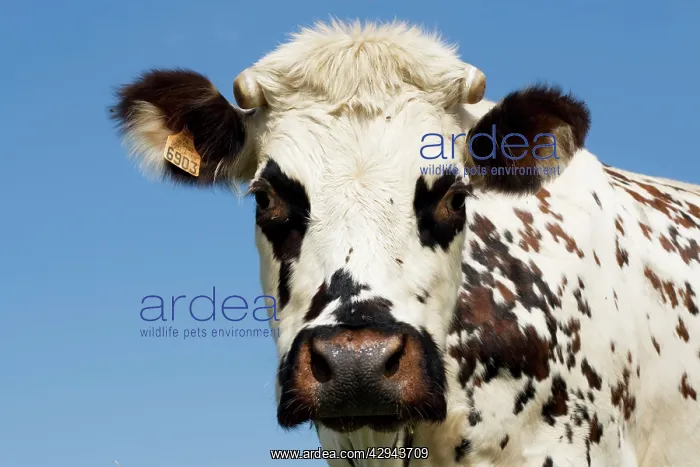 : Closeup of head Normande tri-coloured cow : Closeup of head Normande tri-coloured cow