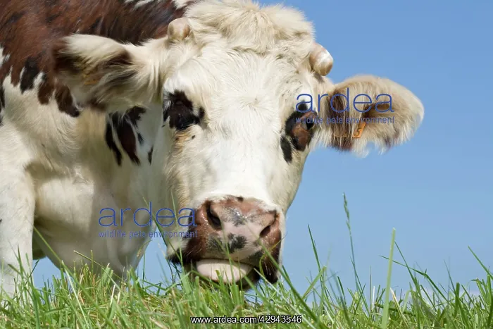: Closeup of head Normande tri-coloured cow grazing : Closeup of head Normande tri-coloured cow grazing