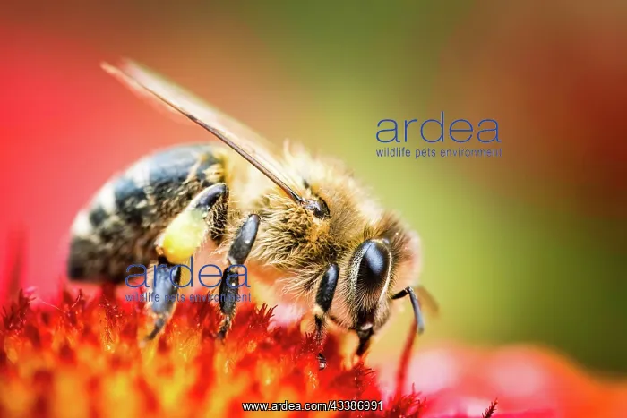 : Closeup of Honey bee collecting pollen from red : Closeup of Honey bee collecting pollen from red