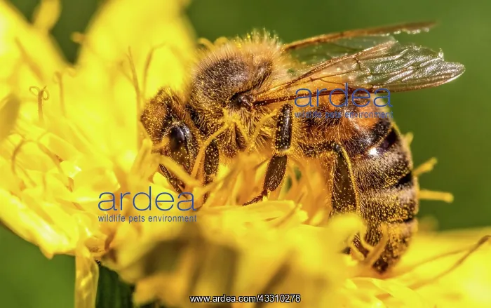 : Detail closeup of honeybee, european, western honey : Detail closeup of honeybee, european, western honey