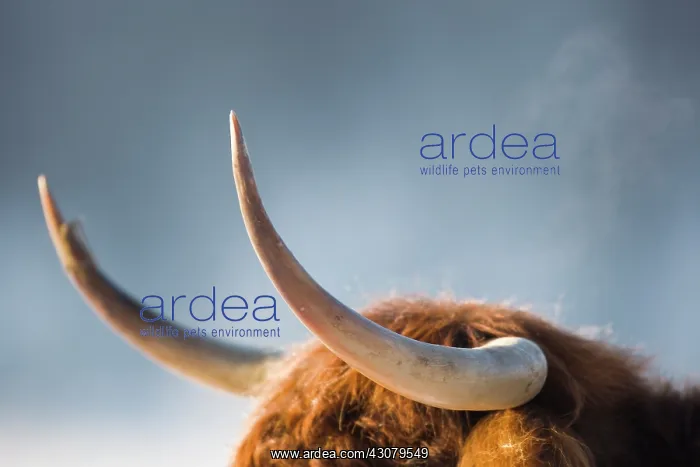: Closeup of horns of Highland Cow : Closeup of horns of Highland Cow