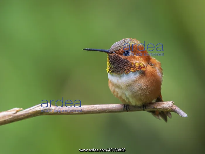 : Closeup of a male Rufous Hummingbird (Selasphorus rufus) perched on a branch : Closeup of a male Rufous Hummingbird (Selasphorus rufus) perched on a branch