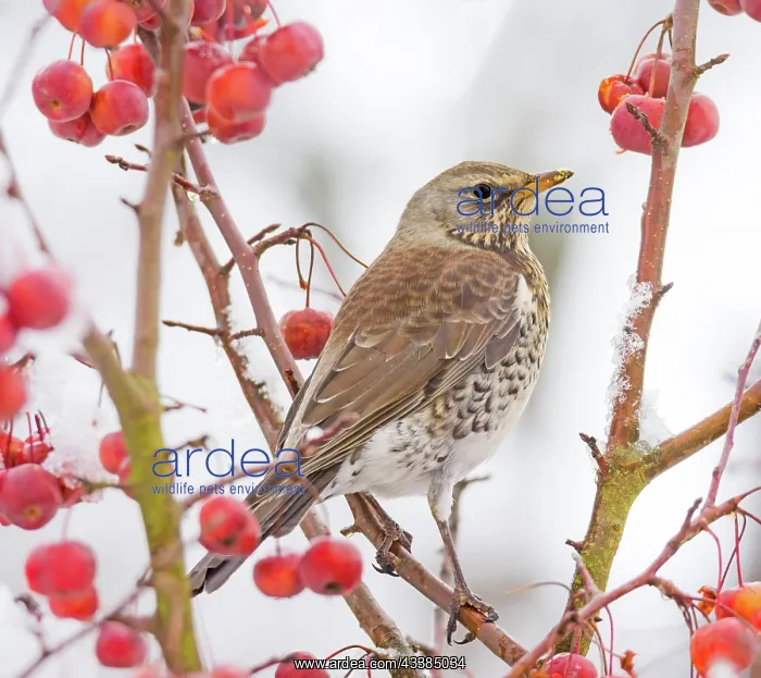 : Closeup of a mistle thrush bird sitting on a snow covered ap : Closeup of a mistle thrush bird sitting on a snow covered ap
