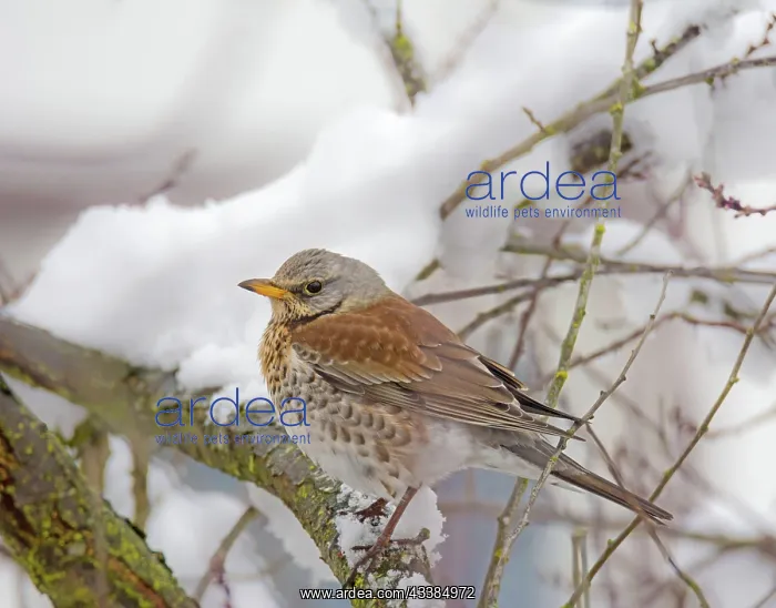 : Closeup of a mistle thrush bird sitting on a snow covered tr : Closeup of a mistle thrush bird sitting on a snow covered tr