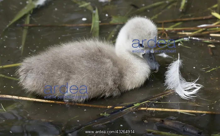 : Closeup of one Mute swan cygnet swimming, Cygnus : Closeup of one Mute swan cygnet swimming, Cygnus