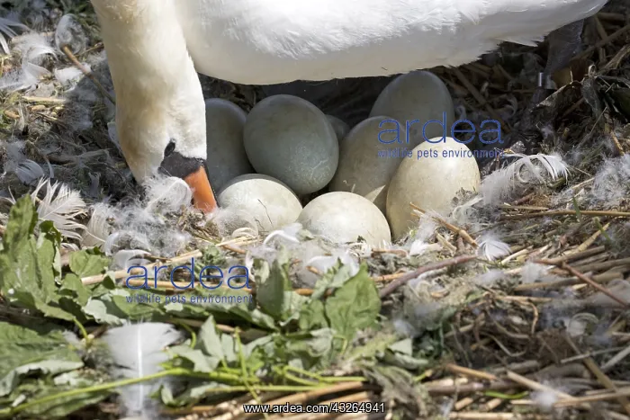 : Closeup of Mute swan, Cygnus olor, on nest turning : Closeup of Mute swan, Cygnus olor, on nest turning