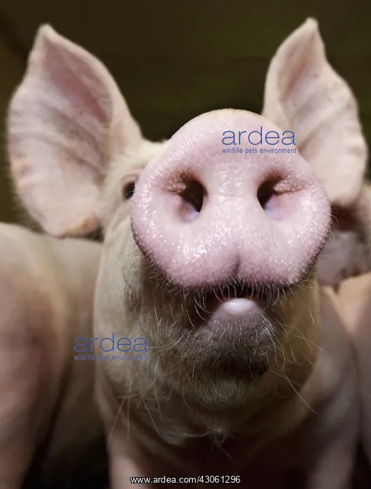 : Closeup of a piglet in a pig farm France : Closeup of a piglet in a pig farm France