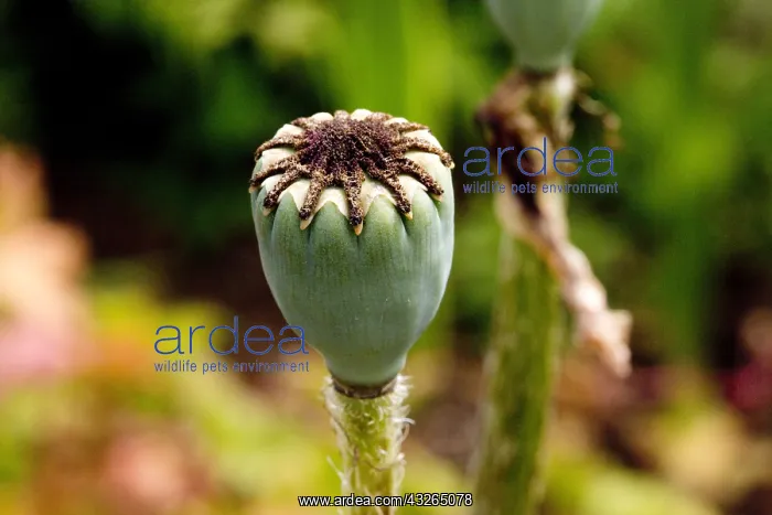 : Closeup of poppy seedhead UK : Closeup of poppy seedhead UK
