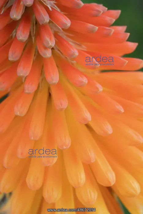 : Closeup of the red hot poker tubular flowers, New Mexico : Closeup of the red hot poker tubular flowers, New Mexico