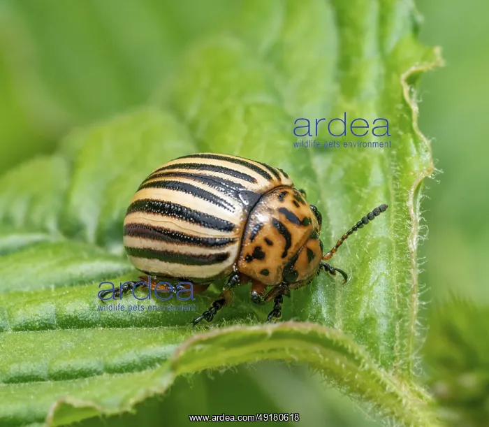 : Closeup shot of a Colorado potato beetle on green potato leaf : Closeup shot of a Colorado potato beetle on green potato leaf