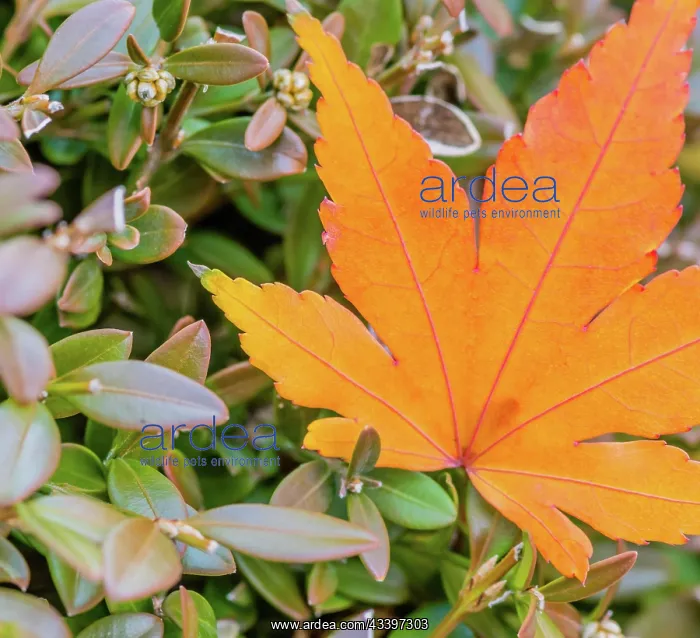 : Closeup of single yellowing orange leaf with red : Closeup of single yellowing orange leaf with red