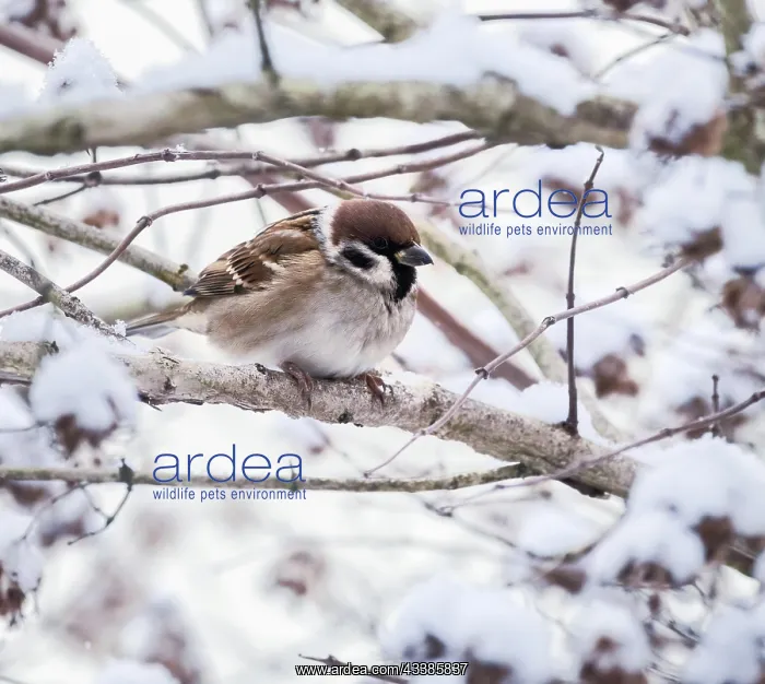 : Closeup of a sparrow sitting on a snow covered tree : Closeup of a sparrow sitting on a snow covered tree