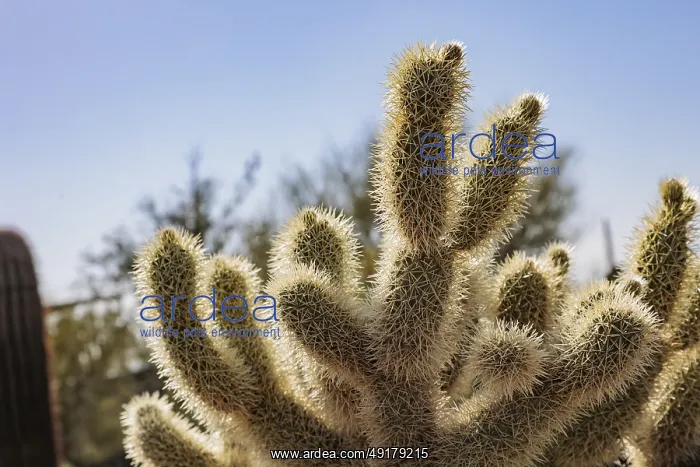 : Closeup of a teddy bear cholla (Cylindropuntia bigelovii) cactus at the White Tank Mountain Regional Park in Phoenix : Closeup of a teddy bear cholla (Cylindropuntia bigelovii) cactus at the White Tank Mountain Regional Park in Phoenix