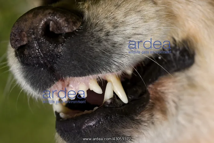 : Closeup of the teeth of a Golden Retriever France : Closeup of the teeth of a Golden Retriever France
