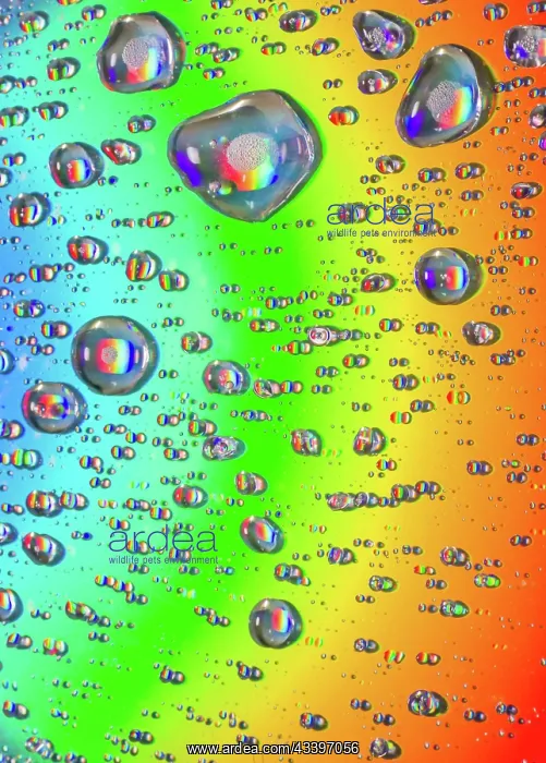 : Closeup of water drops on field of beautiful rainbow : Closeup of water drops on field of beautiful rainbow