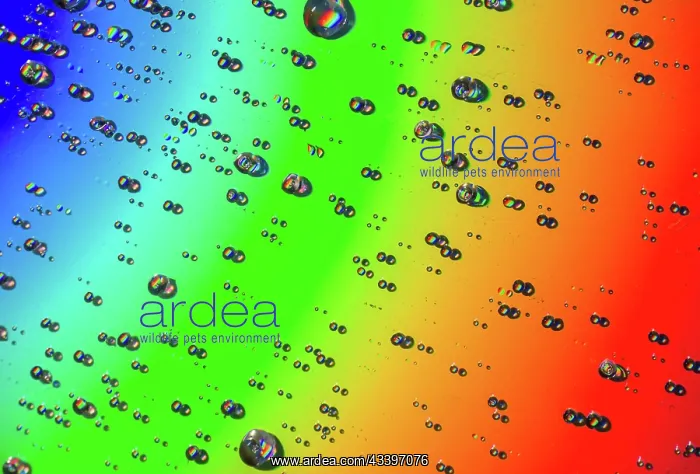 : Closeup of water drops on field of beautiful rainbow : Closeup of water drops on field of beautiful rainbow