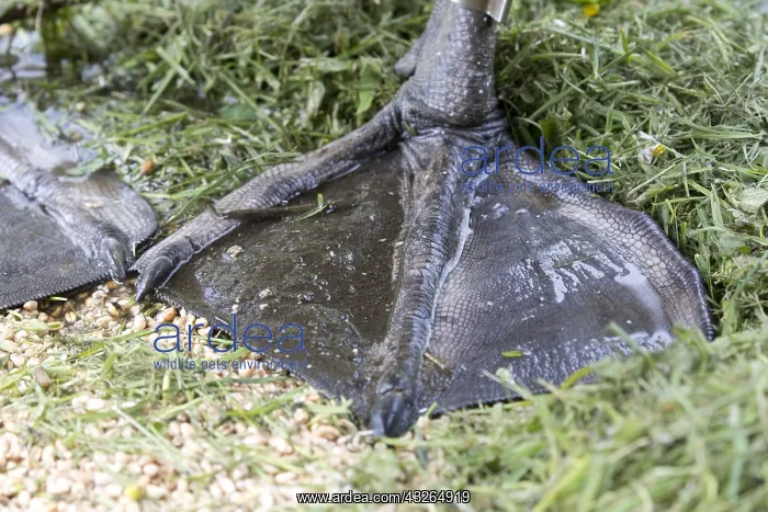: Closeup of webbed foot of Mute swan, Cygnus olor : Closeup of webbed foot of Mute swan, Cygnus olor