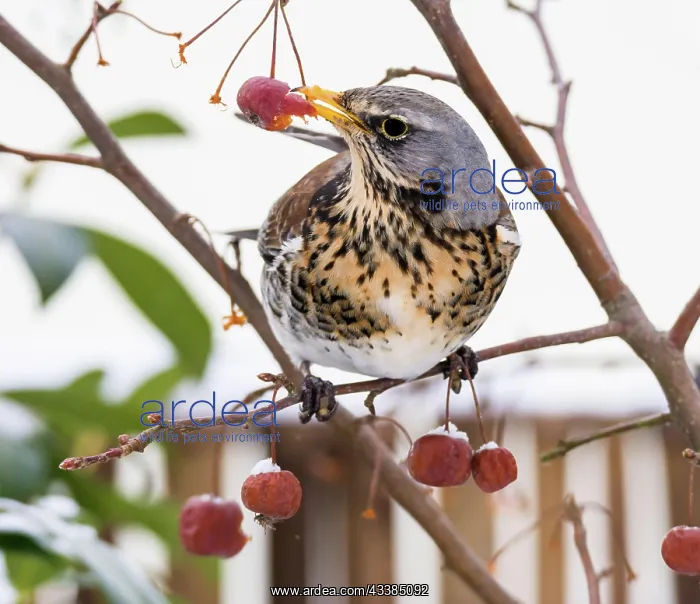 : Closeupo of fieldfare bird picking an apple : Closeupo of fieldfare bird picking an apple
