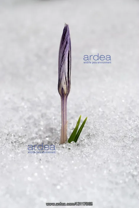 : Cloth-of-gold Crocus (Crocus reticulatus) : Cloth-of-gold Crocus (Crocus reticulatus)