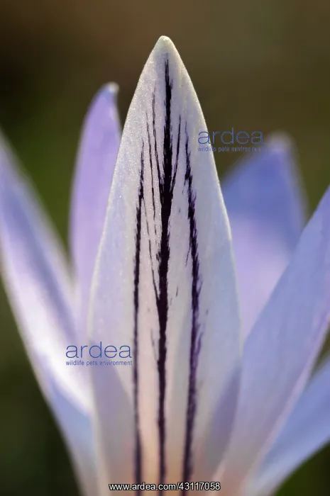 : Cloth-of-gold Crocus (Crocus reticulatus) petal : Cloth-of-gold Crocus (Crocus reticulatus) petal