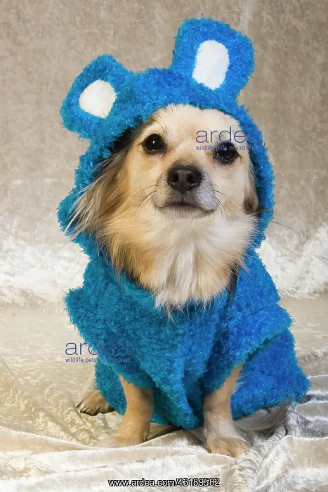 : Clothes for dogs, bunny costume : Clothes for dogs, bunny costume