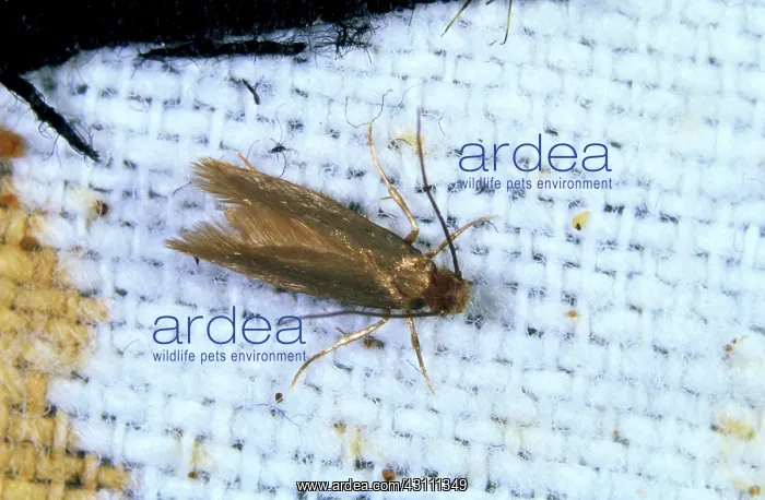 : Clothes moth : Clothes moth