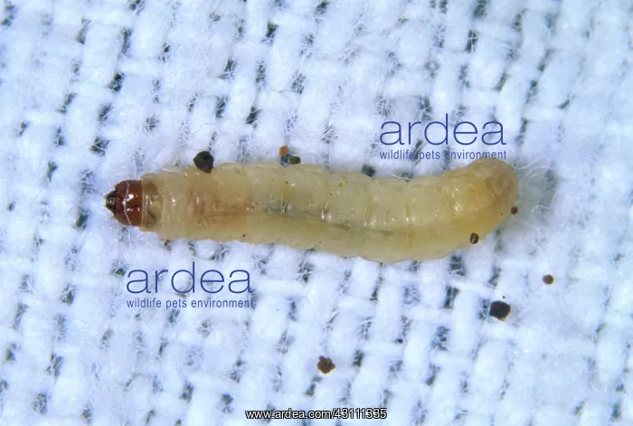 : Clothes moth caterpillar : Clothes moth caterpillar